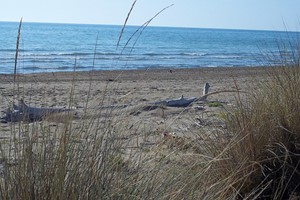 vacanze mare conchiglia